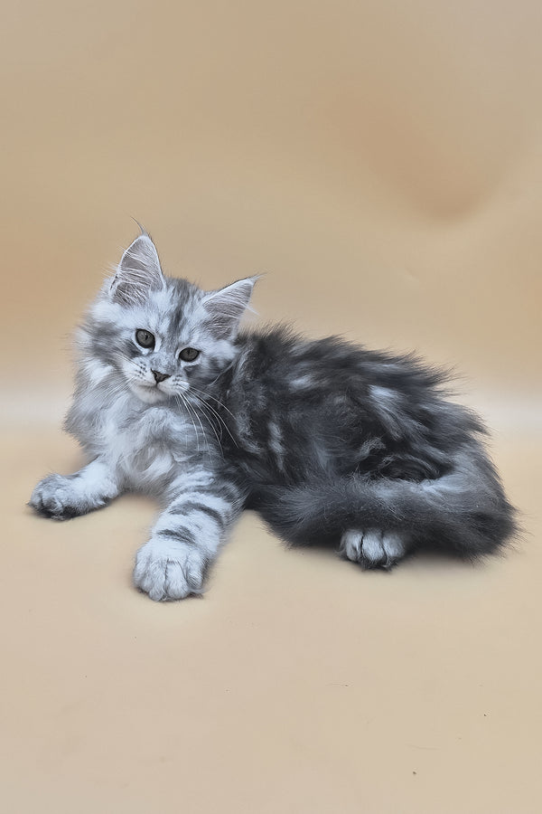 Senator | Maine Coon Kitten
