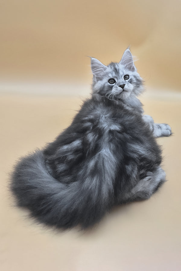 Senator | Maine Coon Kitten