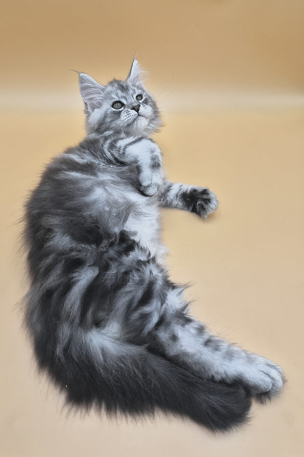 Senator | Maine Coon Kitten