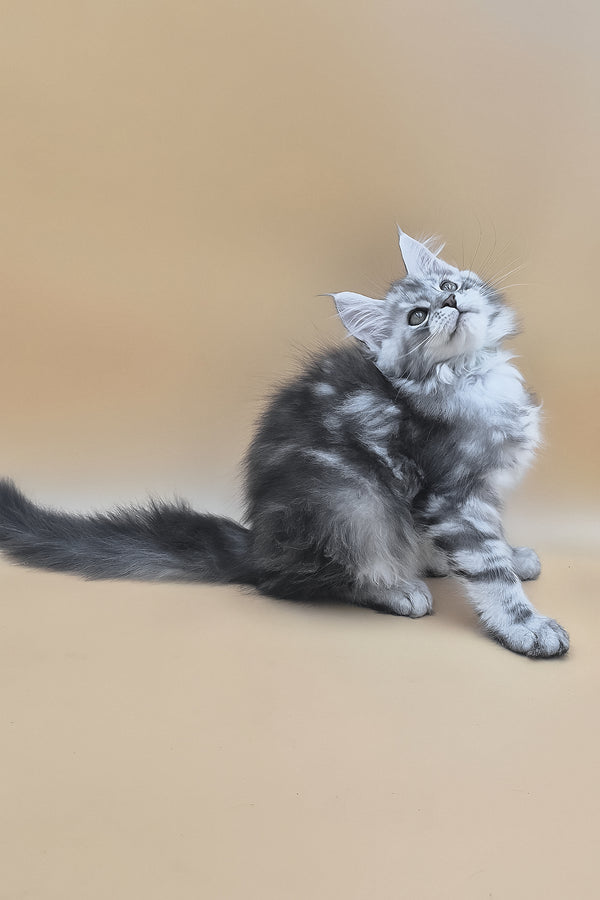 Senator | Maine Coon Kitten