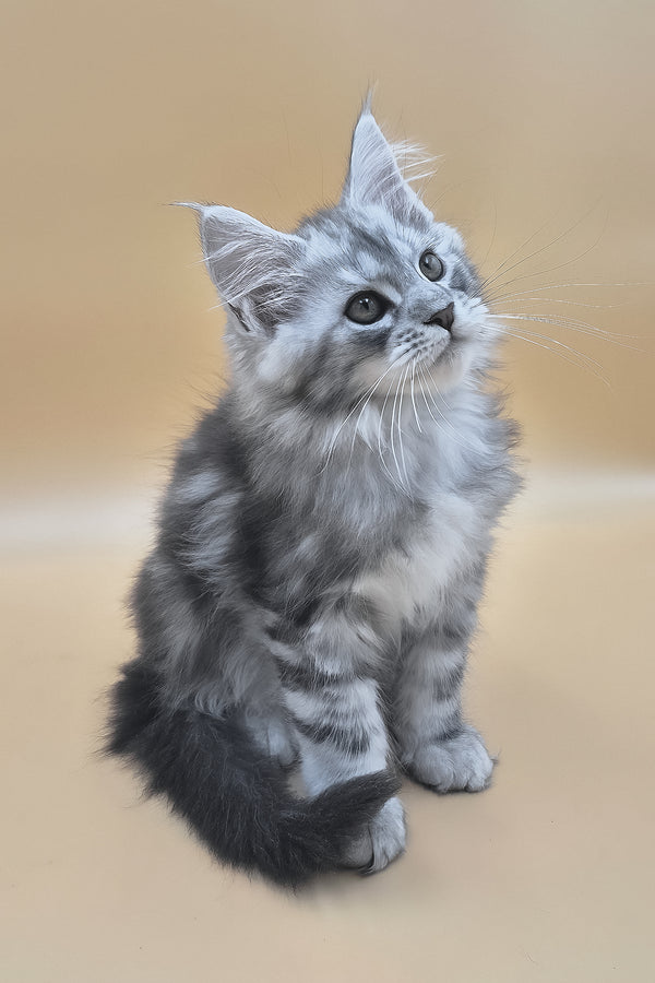 Senator | Maine Coon Kitten