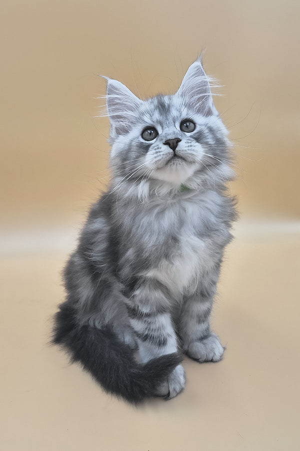 Senator | Maine Coon Kitten