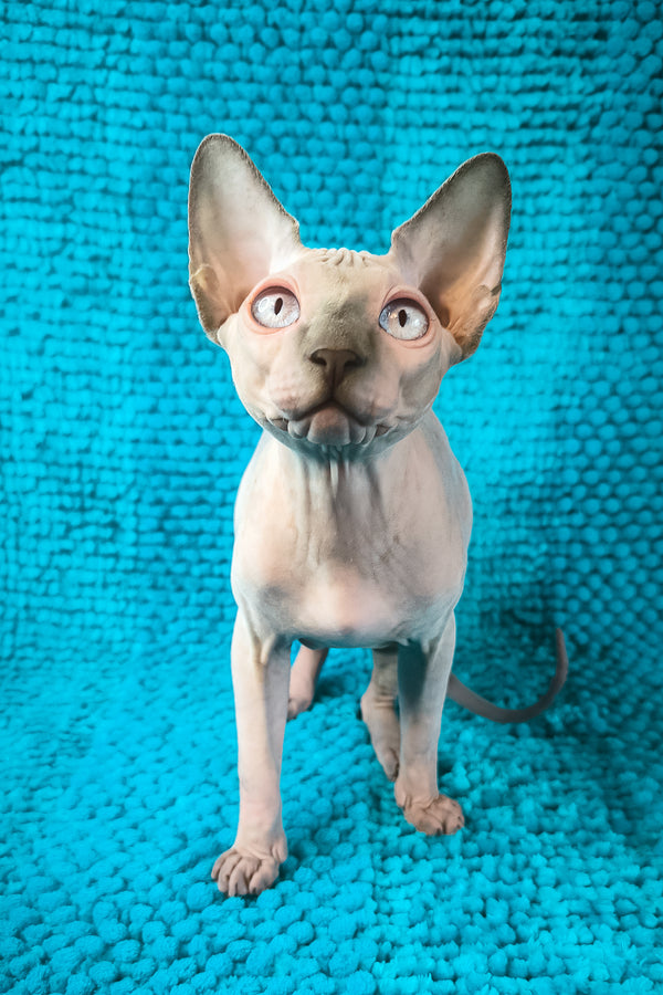 Sensei Salidzhi Saner | Canadian Sphynx Kitten