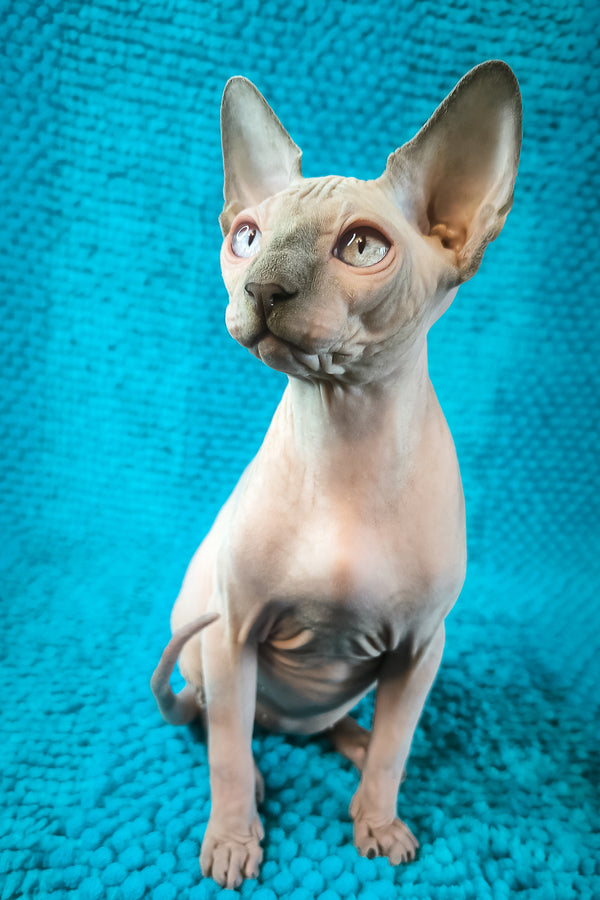 Sensei Salidzhi Saner | Canadian Sphynx Kitten