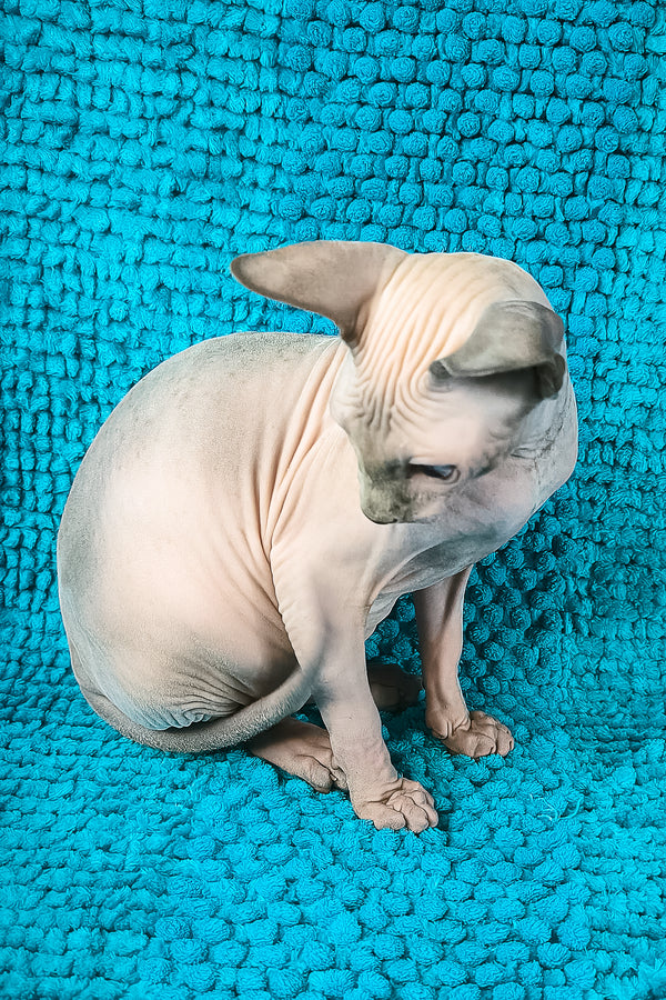 Sensei Salidzhi Saner | Canadian Sphynx Kitten