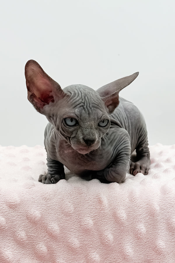 Shakira | Sphynx Kitten