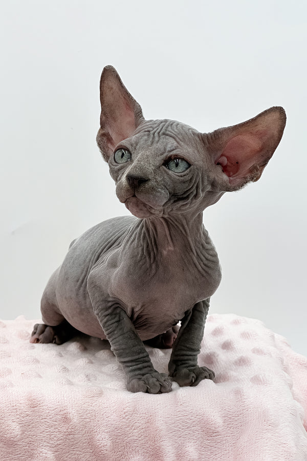 Shakira | Sphynx Kitten