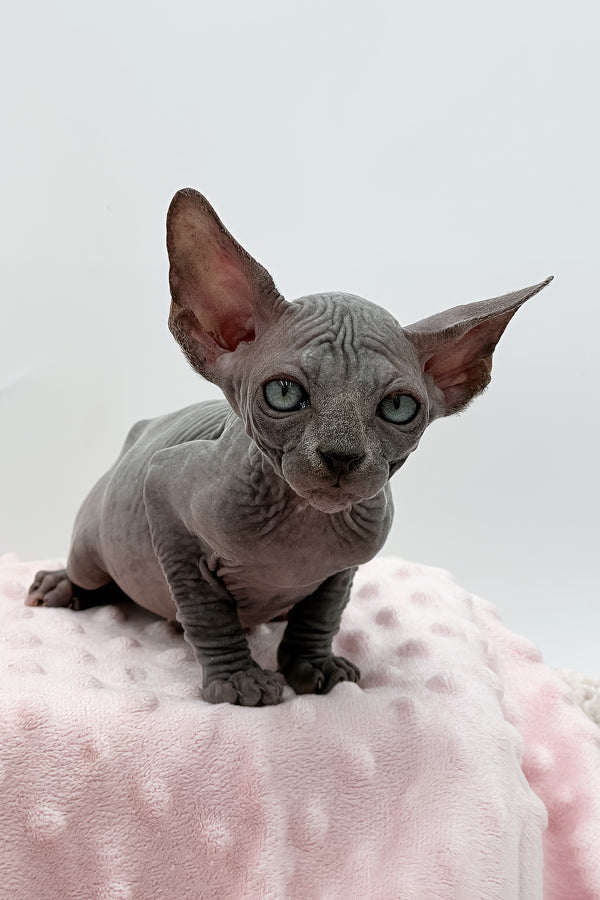 Shakira | Sphynx Kitten