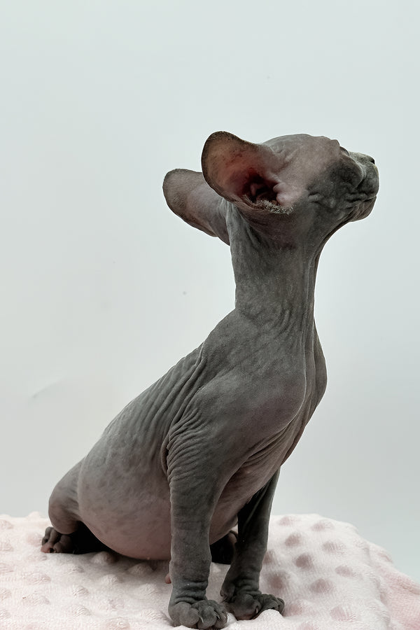 Shakira | Sphynx Kitten