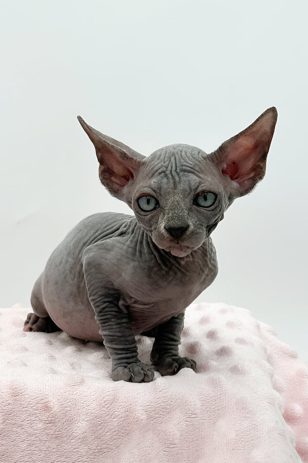 Shakira | Sphynx Kitten