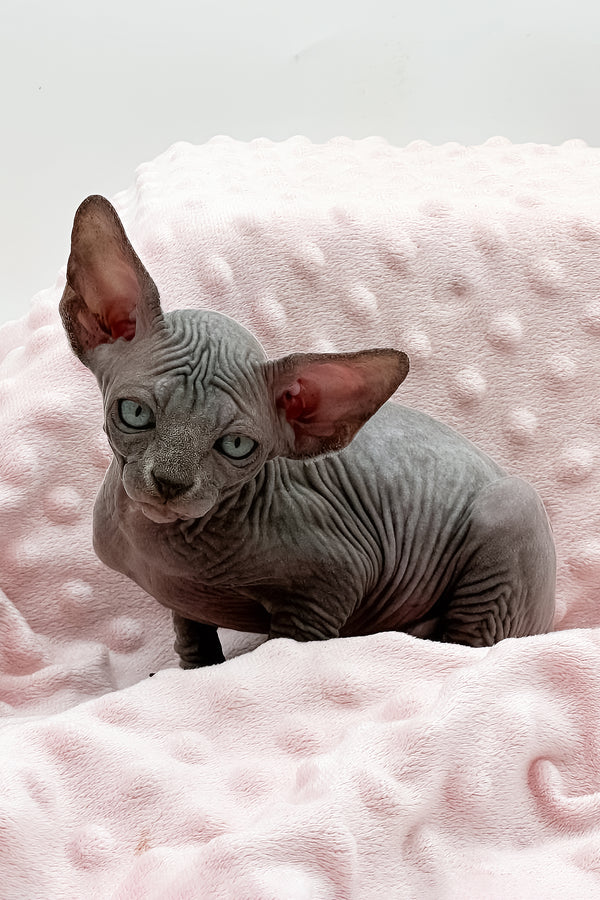 Shakira | Sphynx Kitten
