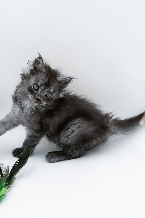A fluffy gray maine coon kitten with green eyes and tousled fur playing with a feather toy on its adoption journey