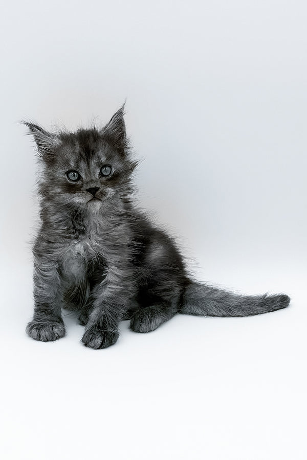 A fluffy gray maine coon kitten with green eyes sits against white background perfect for your adoption journey