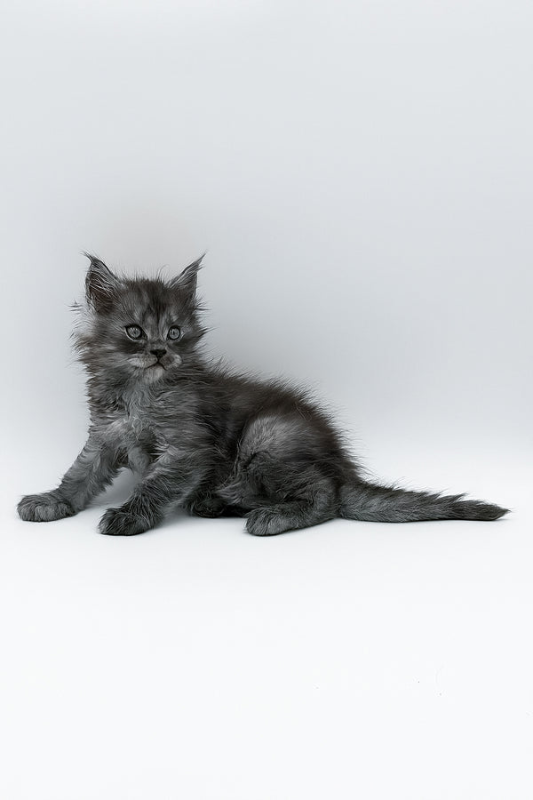 A fluffy gray maine coon kitten with green eyes sitting on white surface perfect for your adoption journey