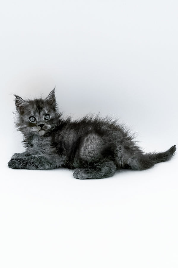 A fluffy gray maine coon kitten with striking green eyes ready for your adoption journey as a black ticked tabby pet