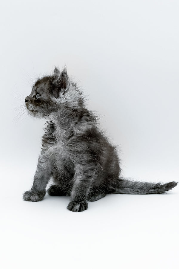 A fluffy gray maine coon kitten with soft long fur ready for your adoption journey against white background