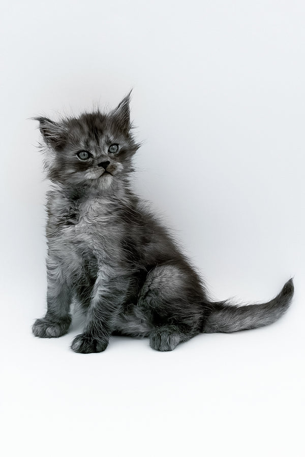 A fluffy gray maine coon kitten with green eyes sitting against white background perfect for your adoption journey
