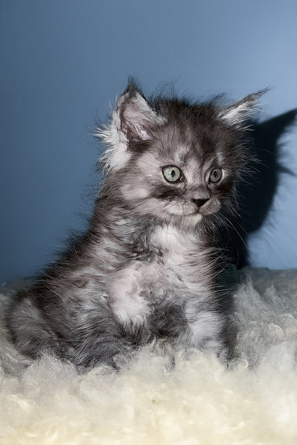Sharbel maine coon kitten with fluffy gray and white fur and green eyes resting on a soft surface for adoption journey