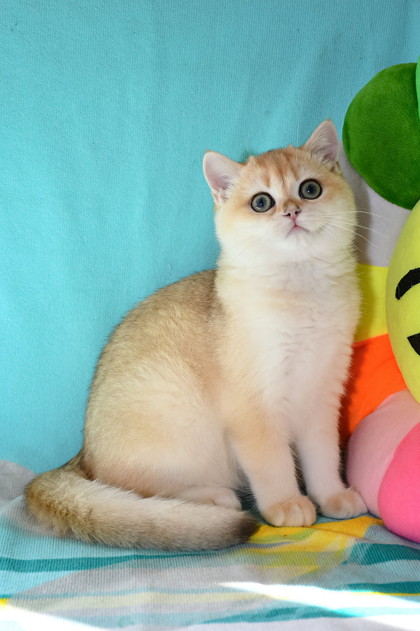 Sidney | British Shorthair Kitten