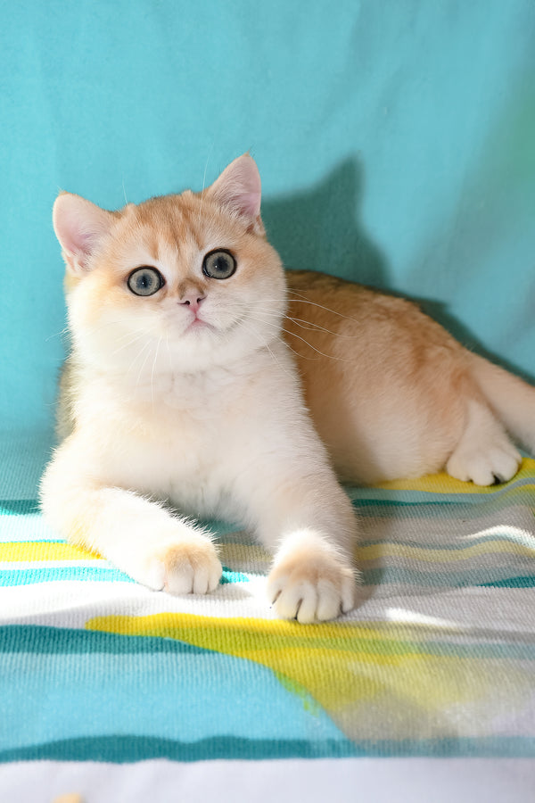 Sidney | British Shorthair Kitten