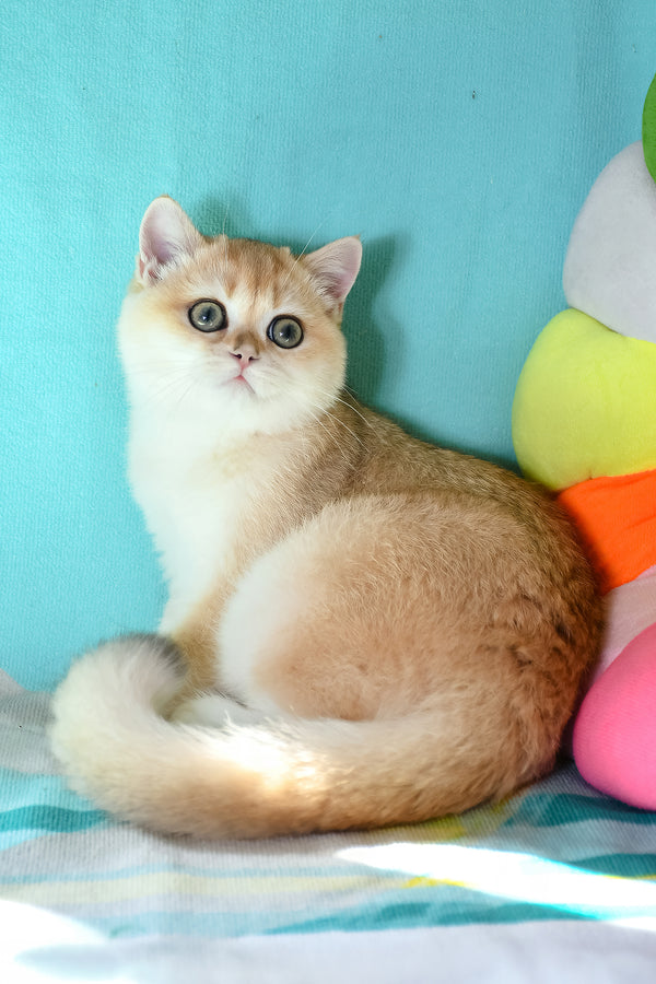 Sidney | British Shorthair Kitten