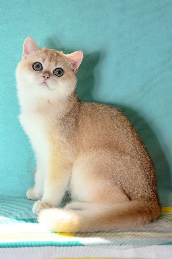 Sidney | British Shorthair Kitten