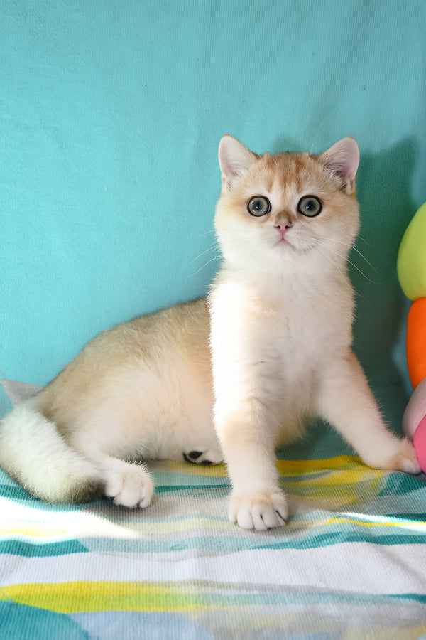 Sidney | British Shorthair Kitten