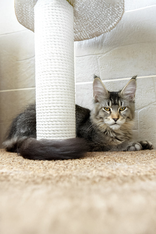 Yara | Maine Coon Kitten
