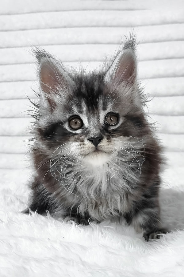 Sima | Maine Coon Kitten
