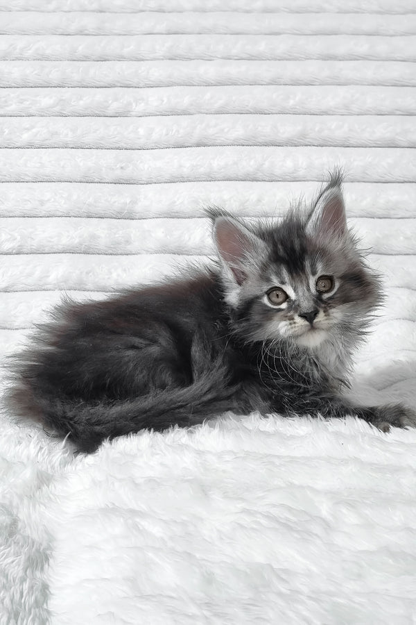 Sima | Maine Coon Kitten