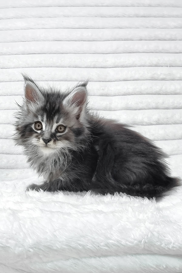 Sima | Maine Coon Kitten