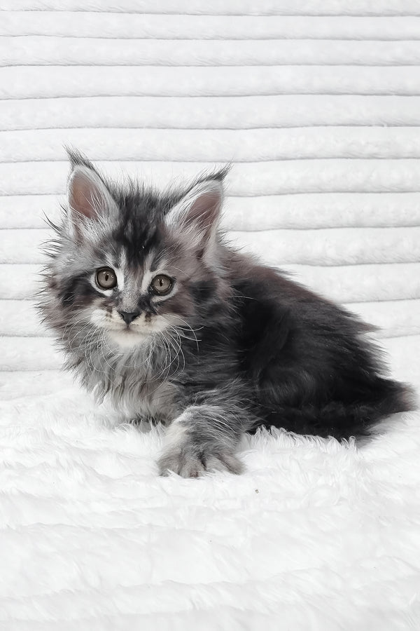 Sima | Maine Coon Kitten