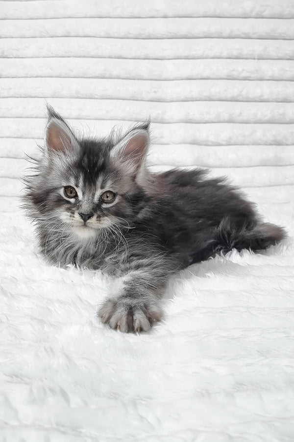 Sima | Maine Coon Kitten