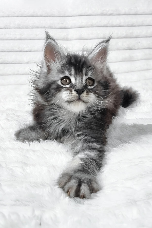 Sima | Maine Coon Kitten