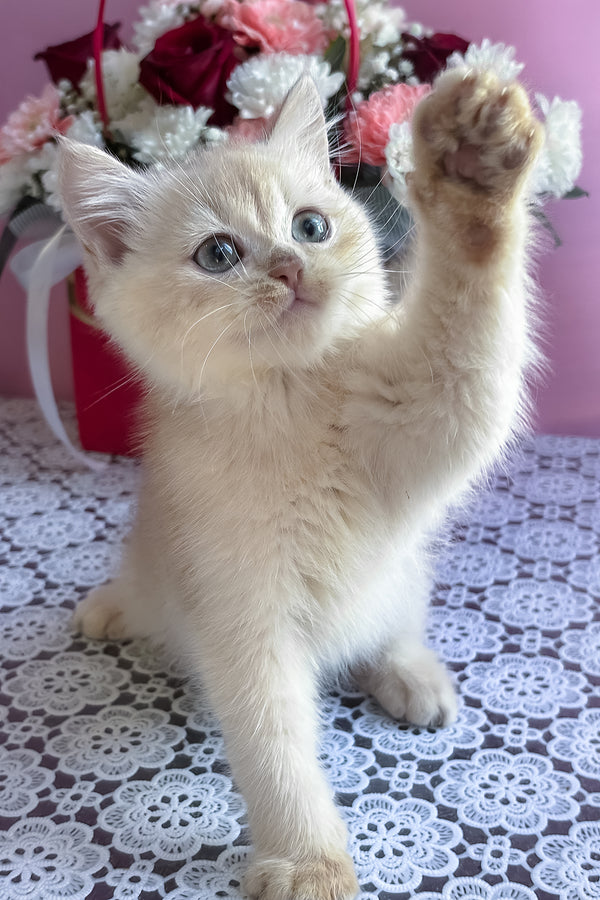 Simby | British Shorthair Kitten