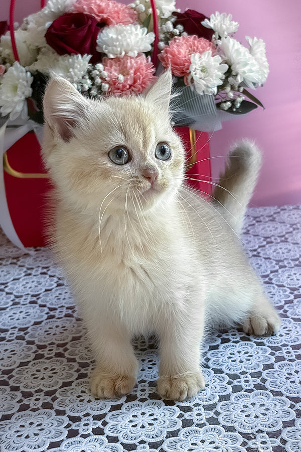 Simby | British Shorthair Kitten