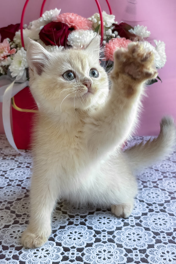 Simby | British Shorthair Kitten