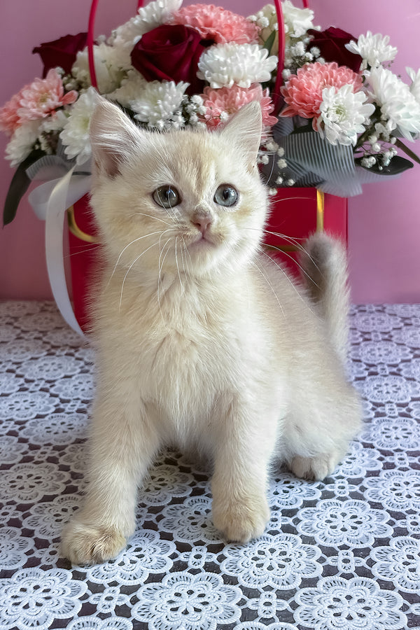 Simby | British Shorthair Kitten