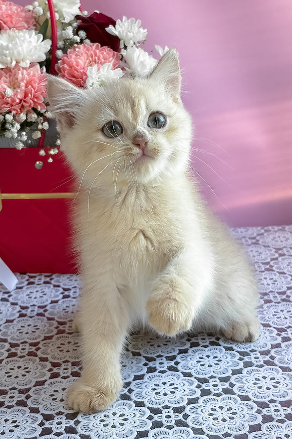 Simby | British Shorthair Kitten