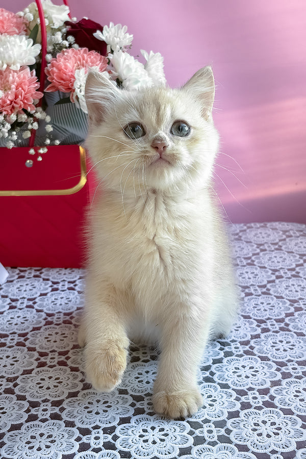 Simby | British Shorthair Kitten