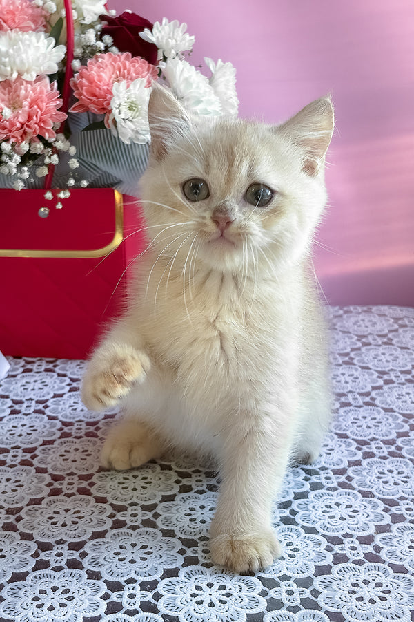 Simby | British Shorthair Kitten