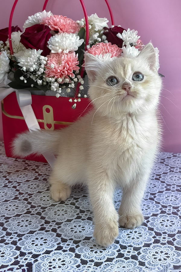 Simby | British Shorthair Kitten
