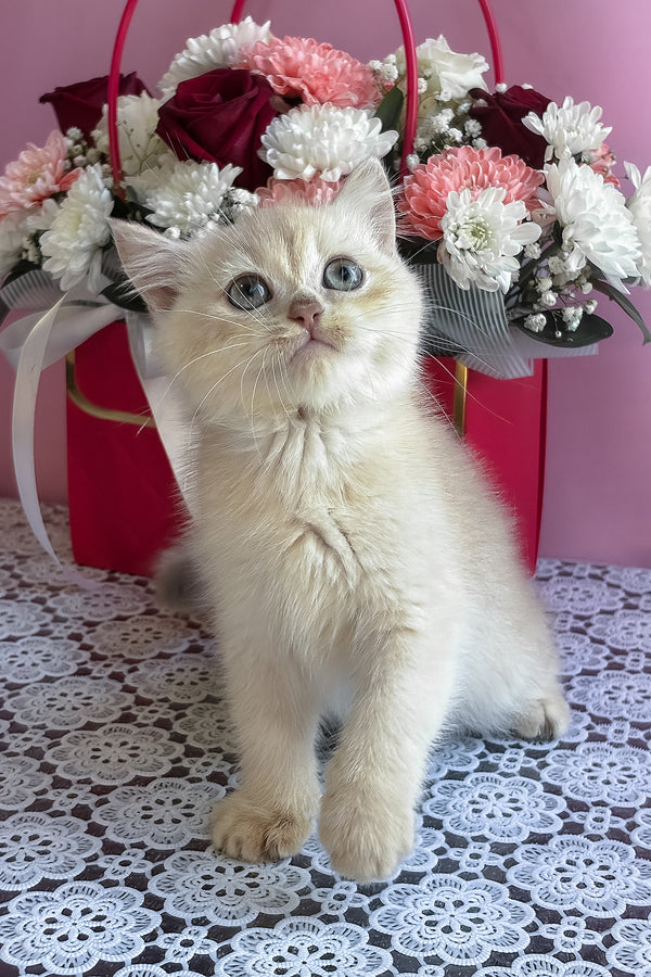 Simby | British Shorthair Kitten
