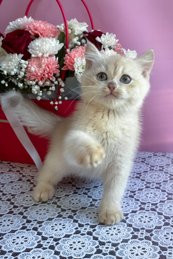 Simby | British Shorthair Kitten