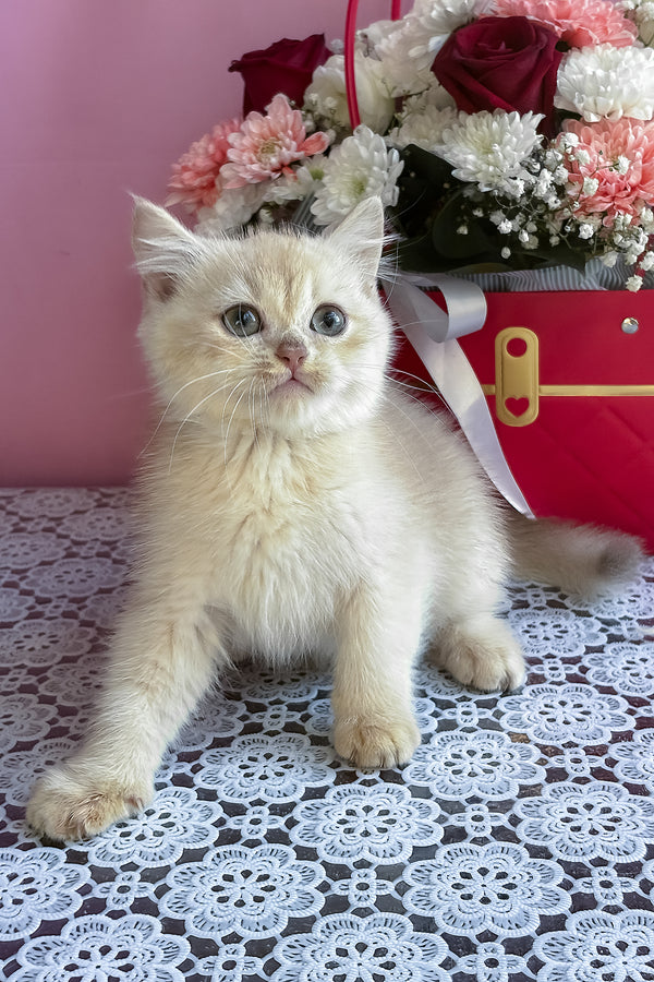 Simby | British Shorthair Kitten