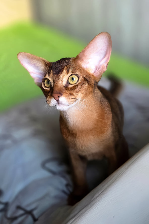 Simba | Abyssinian Kitten