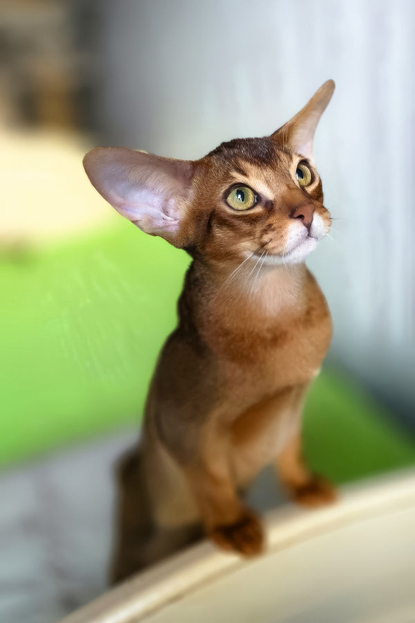 Simba | Abyssinian Kitten
