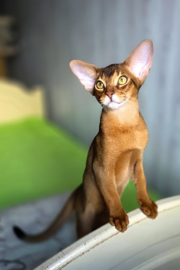 Simba | Abyssinian Kitten