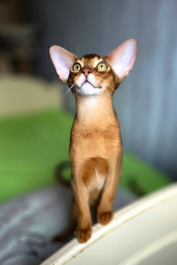 Simba | Abyssinian Kitten