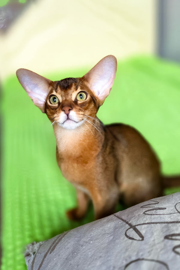 Simba | Abyssinian Kitten